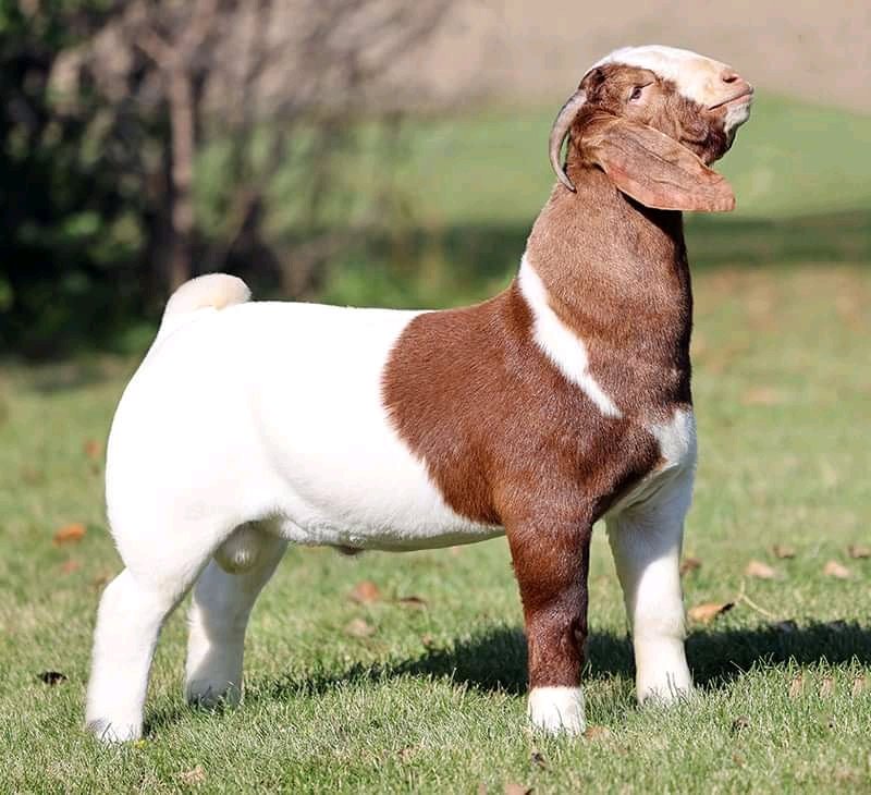 We do have availability of Boer goat/Kalahari and other breeds for sale nationwide and worldwide.