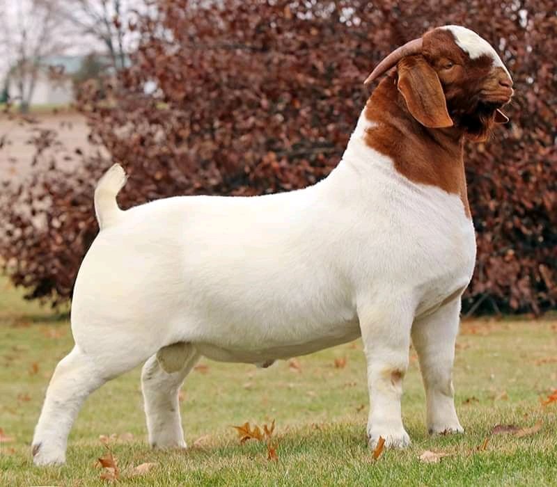 We do have availability of Boer goat/Kalahari and other breeds for sale nationwide and worldwide.