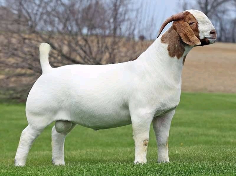 We do have availability of Boer goat/Kalahari and other breeds for sale nationwide and worldwide.