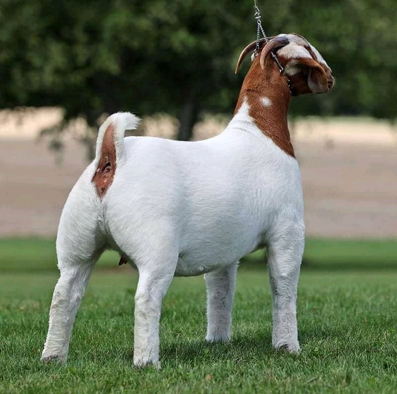 We do have availability of Boer goat/Kalahari and other breeds for sale nationwide and worldwide.