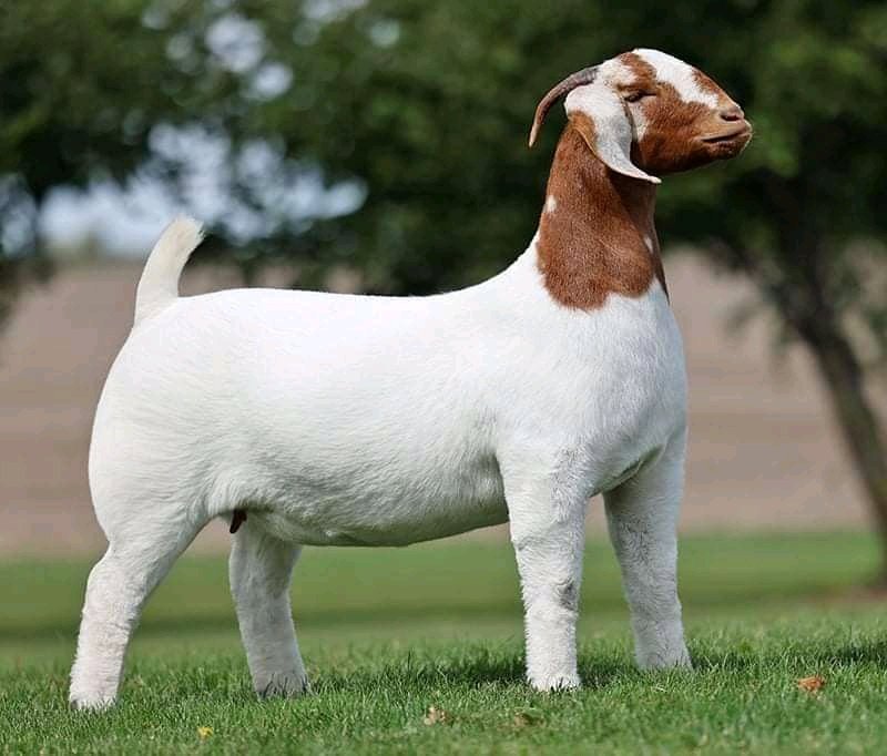 We do have availability of Boer goat/Kalahari and other breeds for sale nationwide and worldwide.