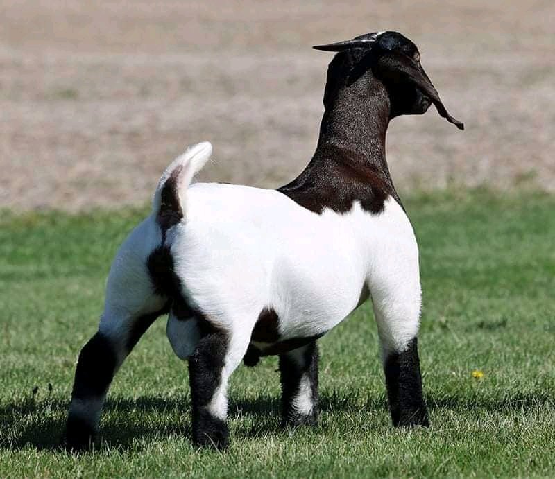 We do have availability of Boer goat/Kalahari and other breeds for sale nationwide and worldwide.