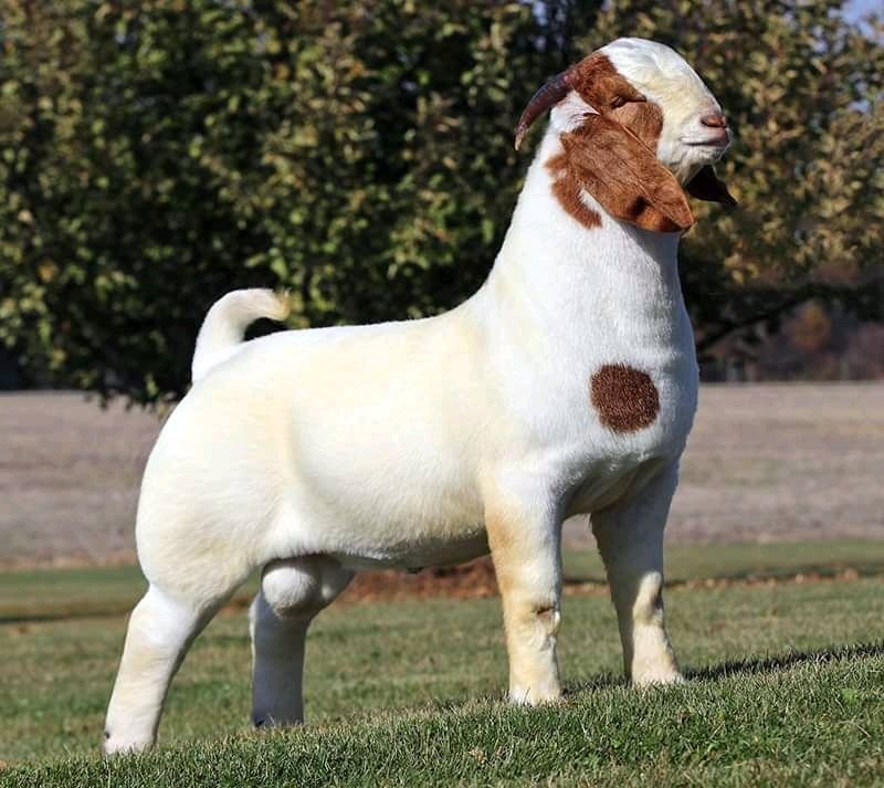 We do have availability of Boer goat/Kalahari and other breeds for sale nationwide and worldwide.