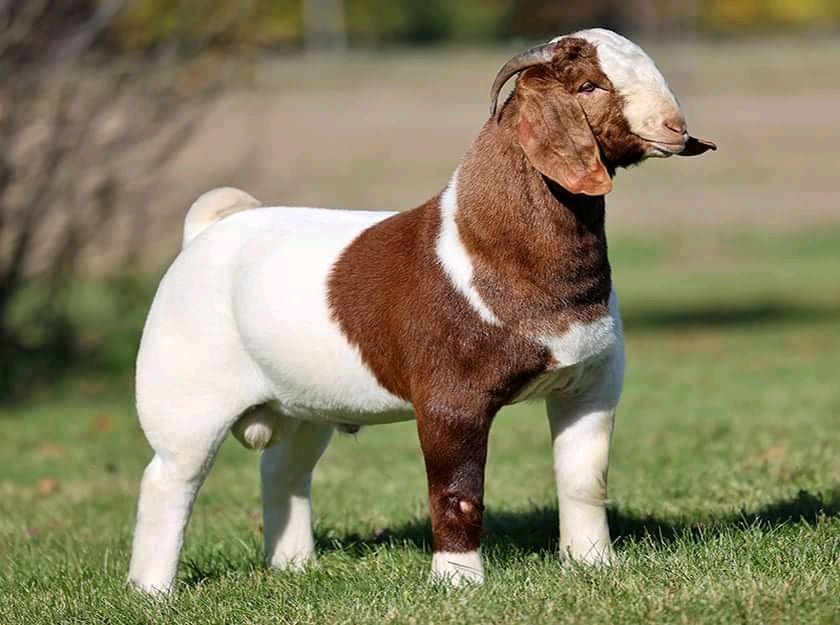 We do have availability of Boer goat/Kalahari and other breeds for sale nationwide and worldwide.