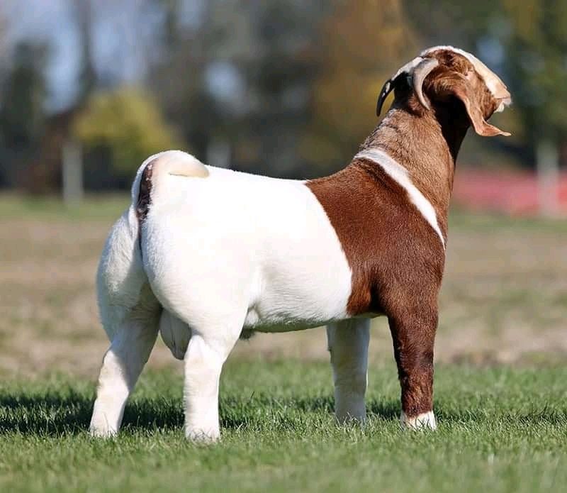 We do have availability of Boer goat/Kalahari and other breeds for sale nationwide and worldwide.