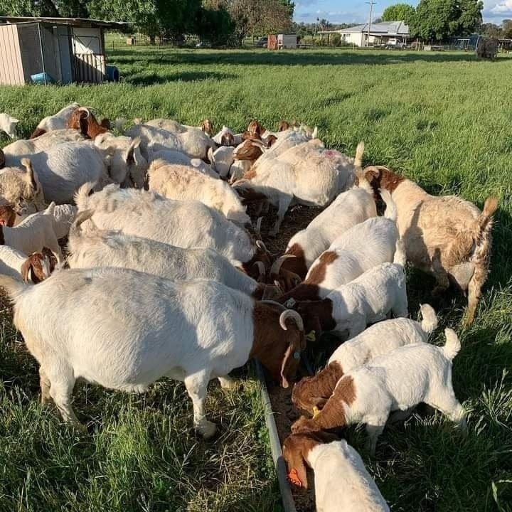 We do have availability of Boer goat/Kalahari and other breeds for sale nationwide and worldwide.